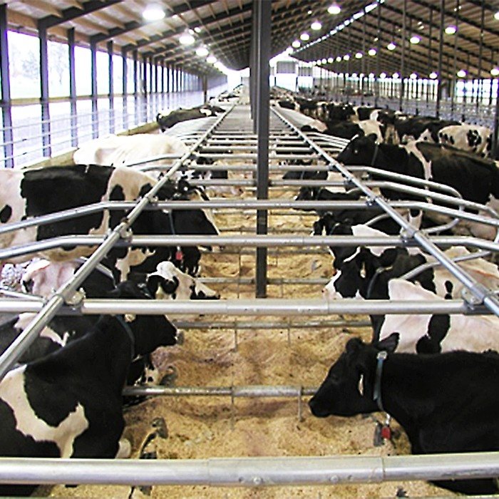 China cow free stalls