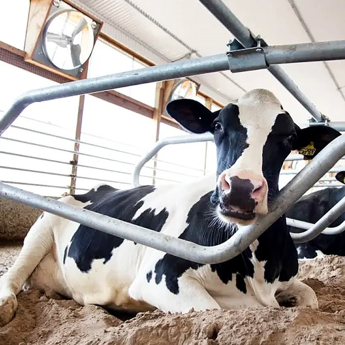 Cow Free Stalls